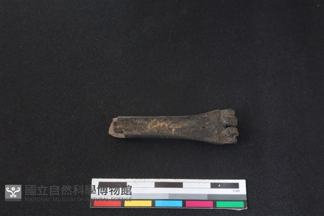 鹿科骨藏品圖，第2張
