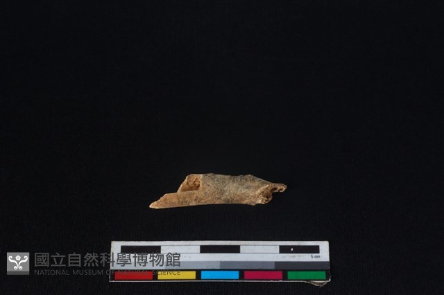 山羌骨藏品圖，第2張