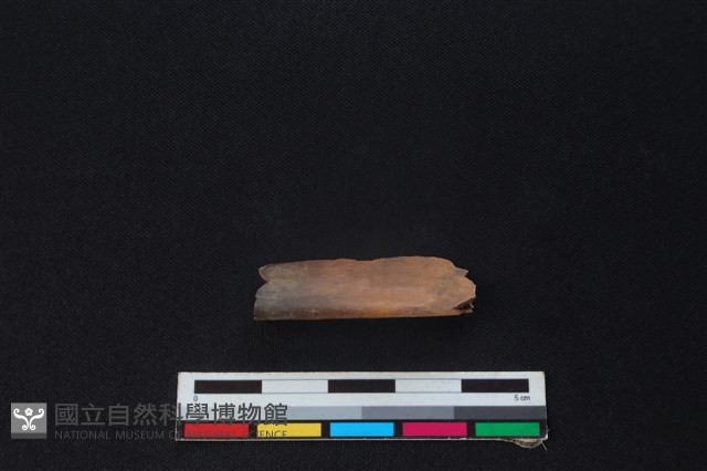 長鬃山羊骨藏品圖，第2張
