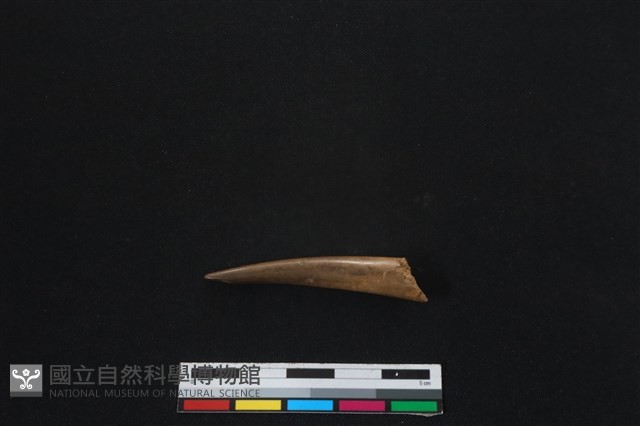 梅花鹿骨藏品圖，第2張
