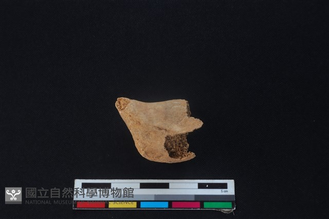 鹿骨藏品圖，第2張