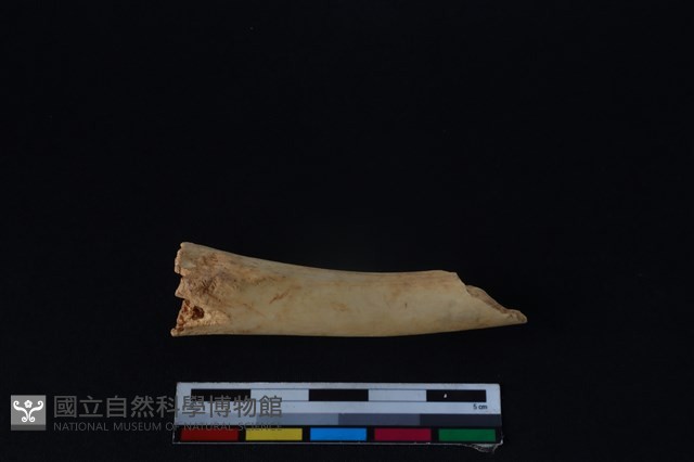 鹿科骨藏品圖，第2張