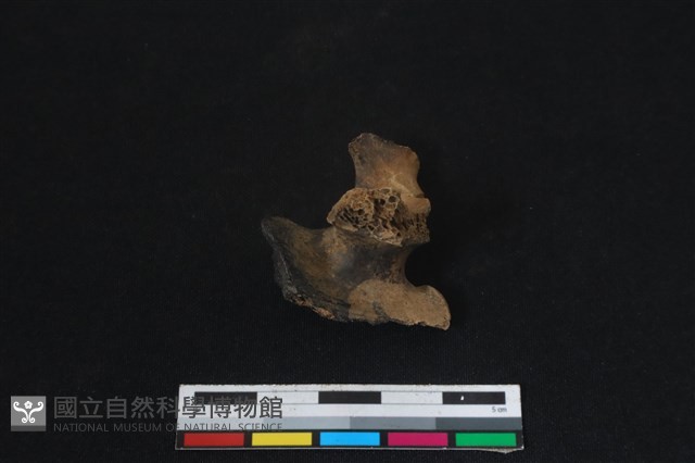 梅花鹿骨藏品圖，第2張