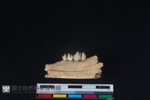 獐骨藏品圖，第2張
