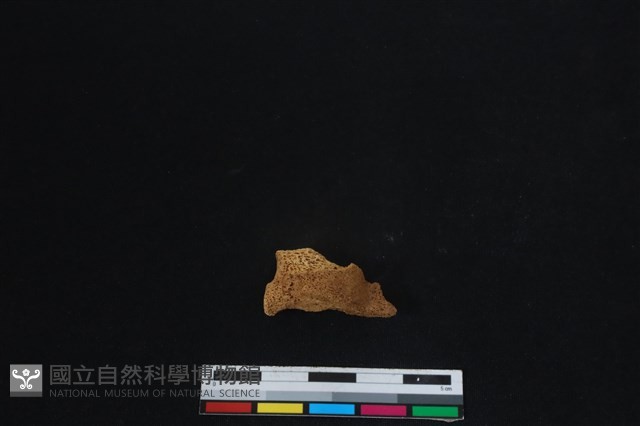 梅花鹿骨藏品圖，第2張