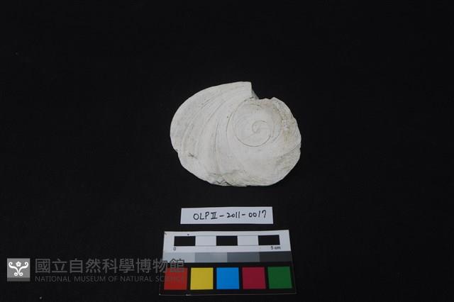 貝刮器藏品圖，第2張
