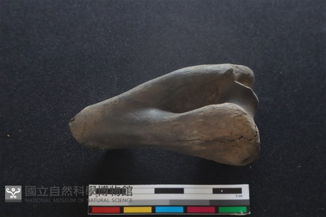 梅花鹿骨藏品圖，第2張