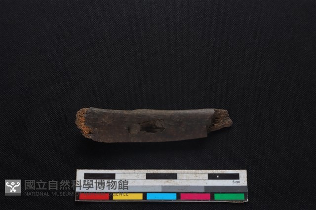 豬骨藏品圖，第2張