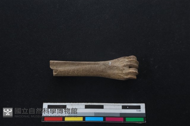 山羌骨藏品圖，第2張
