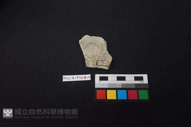 陶片藏品圖，第2張