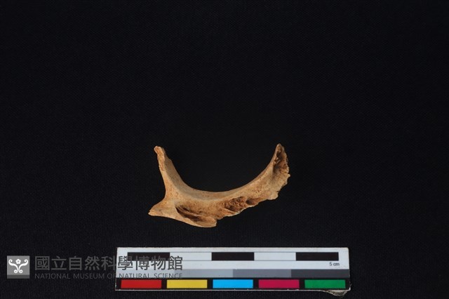 獐骨藏品圖，第2張