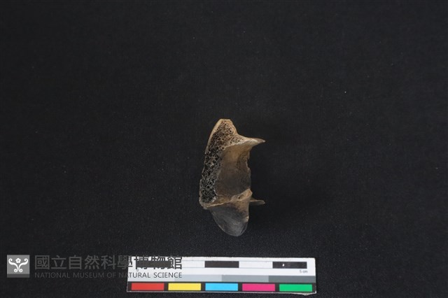 梅花鹿骨藏品圖，第2張