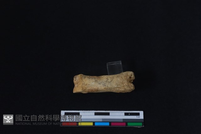 梅花鹿骨藏品圖，第2張