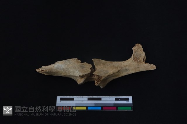 鹿科骨藏品圖，第2張