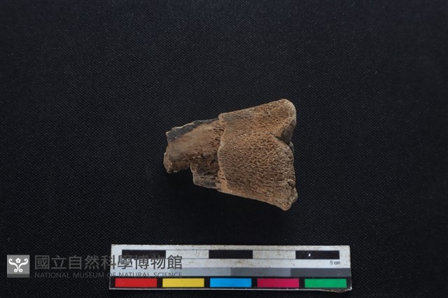 梅花鹿骨藏品圖，第2張