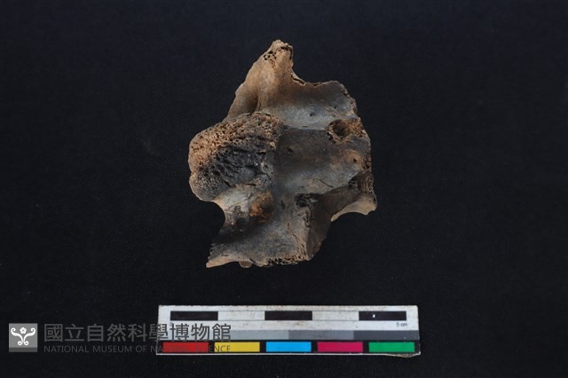 梅花鹿骨藏品圖，第2張