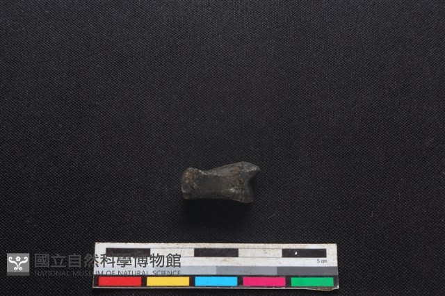 豬骨藏品圖，第2張