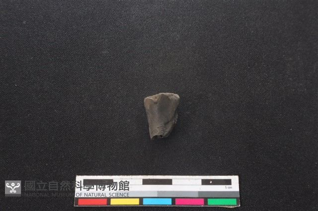 山羌骨藏品圖，第2張