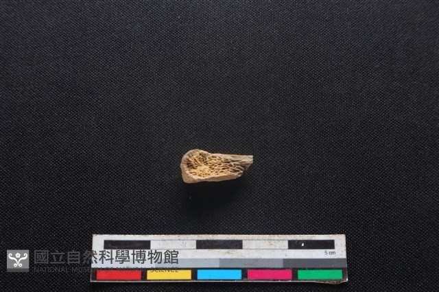 山羌骨藏品圖，第2張