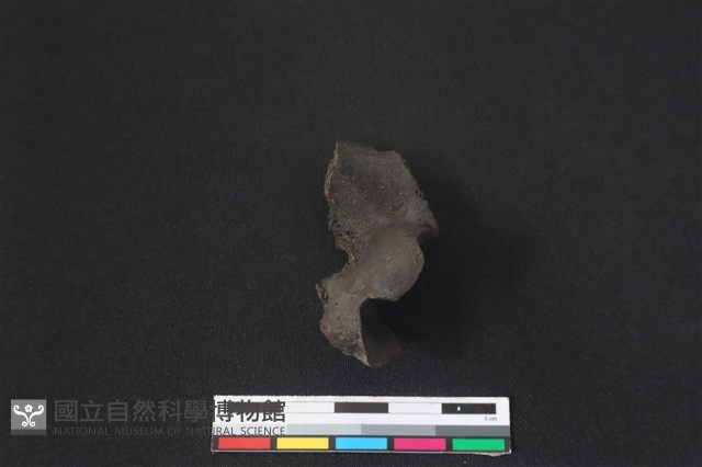 梅花鹿骨藏品圖，第2張