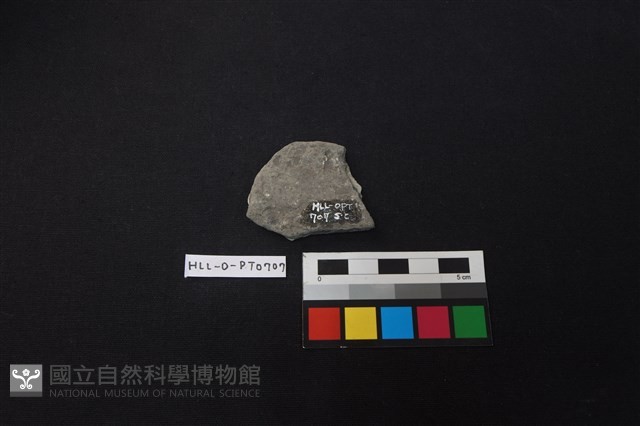 陶片藏品圖，第2張
