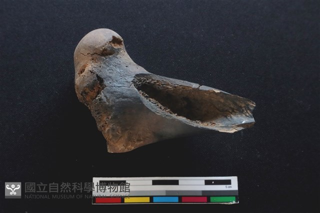 梅花鹿骨藏品圖，第2張