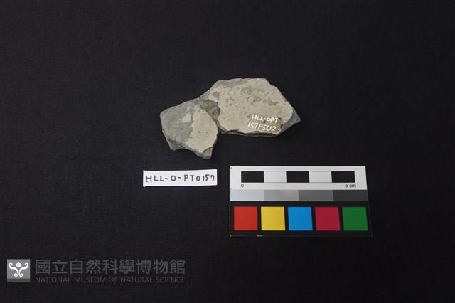 陶片藏品圖，第2張