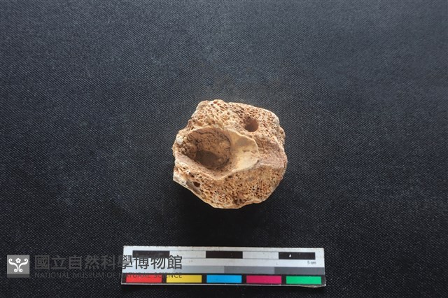 梅花鹿骨藏品圖，第2張
