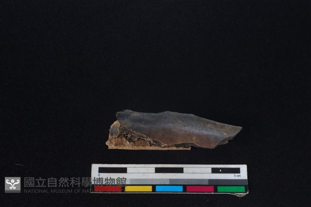 梅花鹿骨藏品圖，第2張