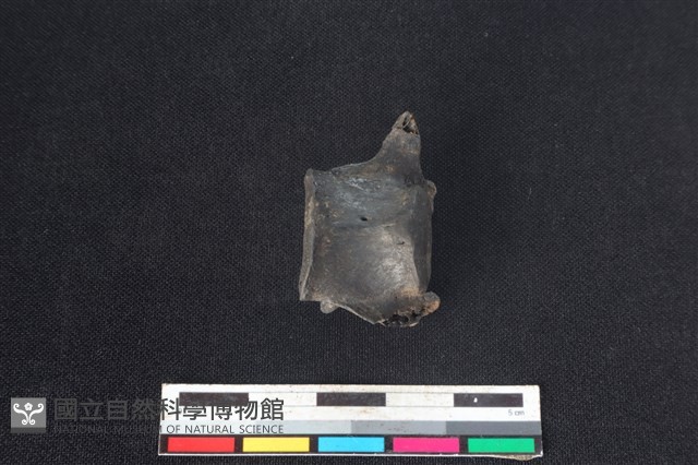 獐骨藏品圖，第2張