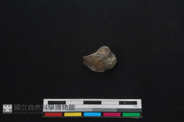 鹿科骨藏品圖，第2張