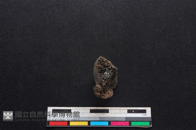 山羌骨藏品圖，第2張