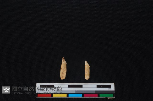 獐骨藏品圖，第2張