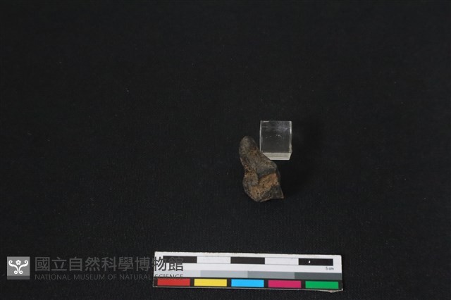 梅花鹿骨藏品圖，第2張