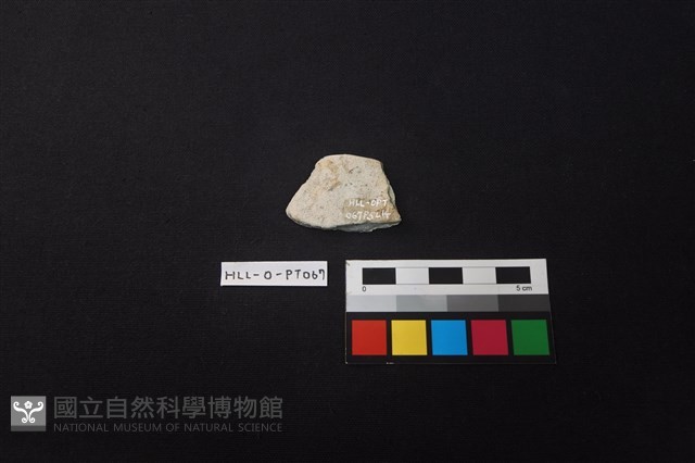 陶片藏品圖，第2張