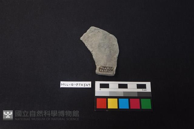 陶片藏品圖，第2張