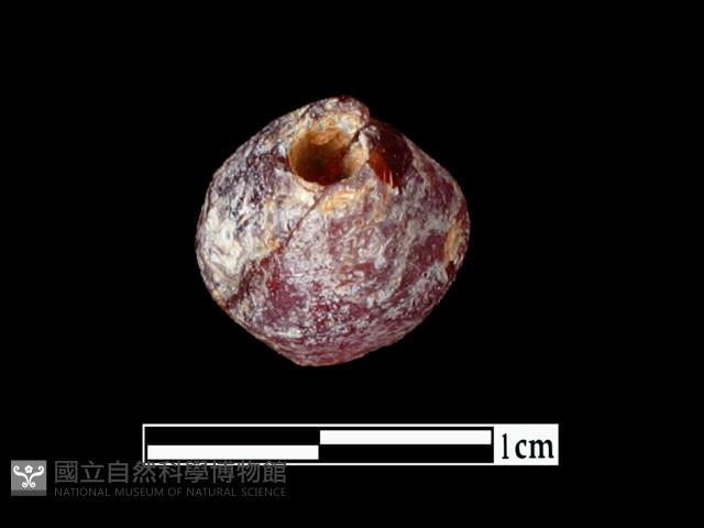 玻璃珠藏品圖，第2張