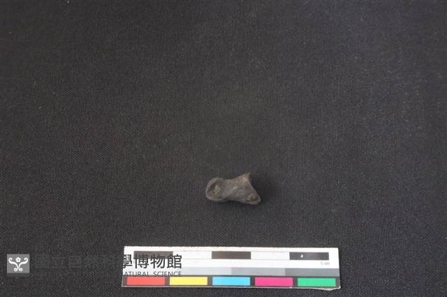 鹿科骨藏品圖，第2張