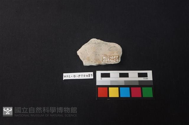 陶片藏品圖，第2張