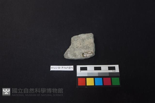 陶片藏品圖，第2張