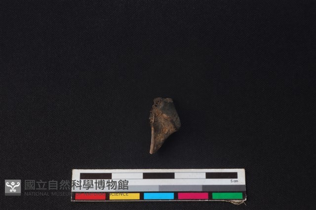 山羌骨藏品圖，第2張
