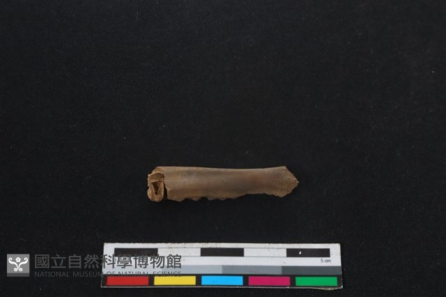 山羌骨藏品圖，第2張