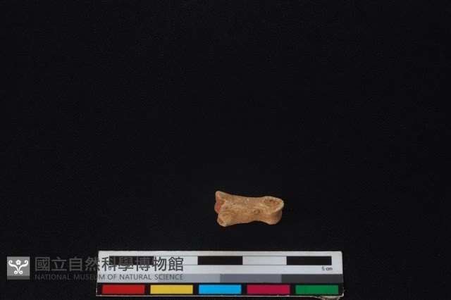 鹿科骨藏品圖，第2張