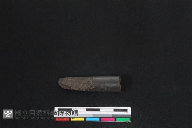 梅花鹿骨藏品圖，第2張