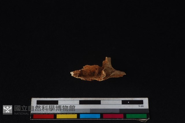 獐骨藏品圖，第2張
