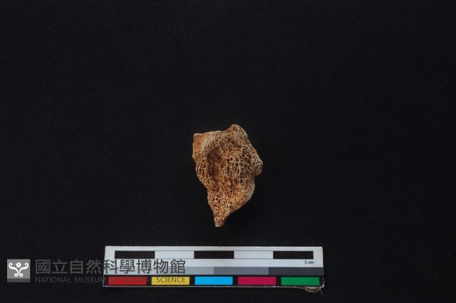 鹿骨藏品圖，第2張