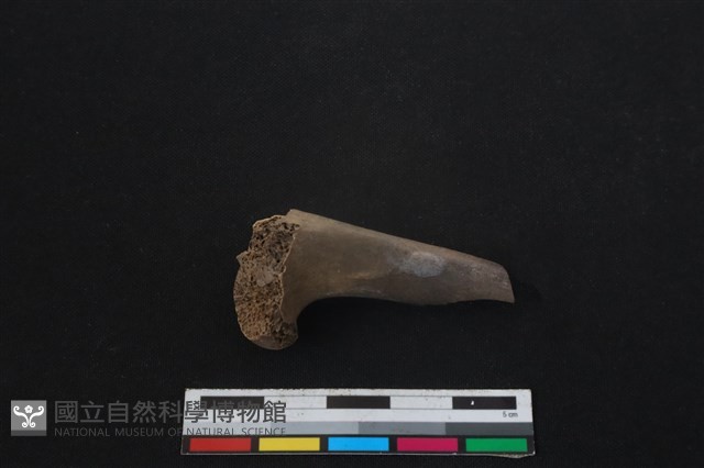 山羌骨藏品圖，第2張