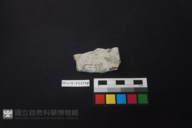 陶片藏品圖，第2張