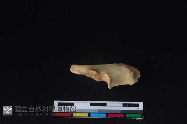 獐骨藏品圖，第2張