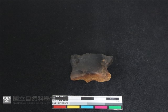梅花鹿骨藏品圖，第2張